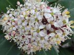 Skimmia du Japon (Skimmia japonica) -détail de la grappe de fleurs- Skimmia du Japon (Skimmia japonica) -détail de la grappe de fleurs-