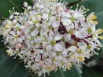 Skimmia du Japon (Skimmia japonica) -d�tail de la grappe de fleurs-