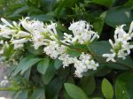 Troène commun (Ligustrum vulgare) -Détail d'une hampe florale- Troène commun (Ligustrum vulgare) -Détail d'une hampe florale-