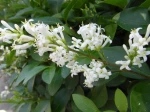 Tro�ne commun (Ligustrum vulgare) -D�tail d'une hampe florale-