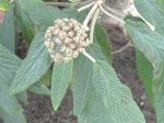 Viorne à feuilles ridées (Viburnum rhytidophyllum) -Feuilles et graines-