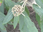 Viorne � feuilles rid�es (Viburnum rhytidophyllum) -Feuilles et graines-