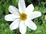 Anémone sylvie ou Anémone des bois, Pâquette (Anemone nemorosa), fleur sauvage photographiée près des bords de l'Orge (91)
