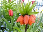 Fritillaire imp�riale (Fritillaria imperialis)