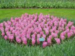 Jacinthes roses (Hyacinthus) photographiées aux Pays-Bas Jacinthes roses (Hyacinthus) photographiées aux Pays-Bas