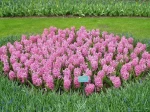 Jacinthes roses (Hyacinthus) photographi�es aux Pays-Bas