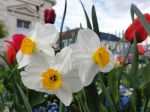 Narcisses (Narcissus) Narcisses (Narcissus)