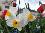 Narcisses (Narcissus)