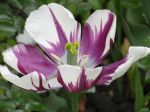 Tulipe bicolore hybride (Tulipa) -Détail des étamines et du style- Tulipe bicolore hybride (Tulipa) -Détail des étamines et du style-