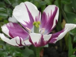 Tulipe bicolore hybride (Tulipa) -D�tail des �tamines et du style-