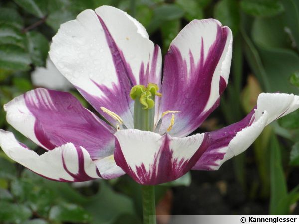 Tulipe, Tulipa : planter, cultiver, multiplier