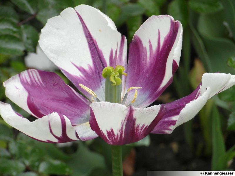 Un Bulbe De Tulipe Donne Combien De Fleur