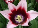 Tulipe botanique (Tulipa humilis)