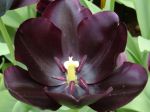 Enfin ! La Tulipe noire, si chère à Alexandre Dumas (père)! Enfin ! La Tulipe noire, si chère à Alexandre Dumas (père)!