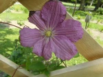 Cl�matite laineuse (Clematis lanuginosa) -D�tail de la fleur-