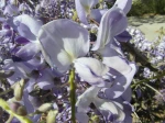 Glycine de Chine (Wisteria sinensis) -D�tail des fleurs-