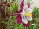 Ancolie commune (Aquilegia vulgaris) photographi�e � Billiers