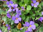 Aubri�te delto�de (Aubrieta delto�dea) -D�tail des feuilles et des fleurs-