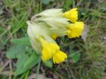 Primula officinalis (primevère) ou Primula veris ou Coucou photographiée sur un site non cultivé