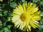 Doronic (Doronicum) cultiv�e en prairie naturelle au Parc municipal de St-Germain-l�s-Arpajon (91)