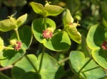 Euphorbe characias ou Euphorbe des garrigues (Euphorbia characias) -Fleurs et bract�es-