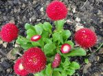 Paquerettes pompons rouges photographiées à Tournan-en-Brie (77)