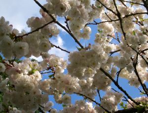 Vive le printemps (prunus misucosakura) par JEAN-CLAIRE