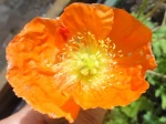 Pavot d'Islande orange (Papaver nudicaule). Prendriez-vous avec moi une coupe de champagne p�tillant agr�ment� d'un peu de citron ?