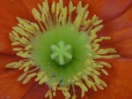 Pavot d'Islande (Papaver nudicaule) au c�ur vraisemblablement visit� par quelques butineurs !