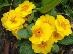 Primev�re commune, Primev�re acaule ou Primev�re sans tige (Primula vulgaris) de couleur jaune