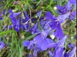Lob�lie �rine (Lobelia erinus) d'Elancourt (78)