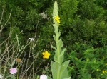 Mol�ne Bouillon-blanc (Verbascum thapsus) photographi� �  Vincennes (94)