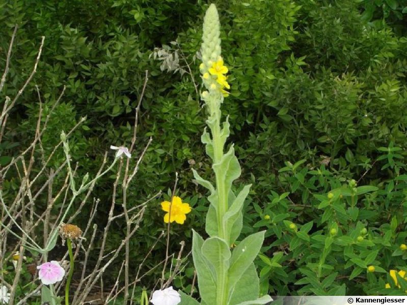 Bouillon Blanc, Molène, Verbascum Thapsus planter, cultiver, multiplier
