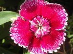 Oeillet de Chine (Dianthus chinensis) -Détail de la fleur- Oeillet de Chine (Dianthus chinensis) -Détail de la fleur-