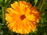 Souci officinal (Calendula officinalis) photographi� au domaine du ch�teau de Chamarande, dans une prairie naturelle cr��e pour les insectes butineurs