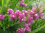 Statice rose (Limonium sinuatum) photographi� � Billiers