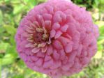 Zinnia élégant rose (Zinnia elegans ou Zinnia violacea) photographié à Chartres (28)