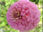Zinnia �l�gant rose (Zinnia elegans ou Zinnia violacea) photographi� � Chartres (28)