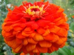 Zinnia �l�gant (Zinnia elegans)