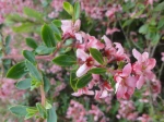 Escallonia rouge (Escallonia rubra) -D�tail des feuilles et des fleurs-