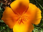 Pavot de Californie orange (Eschscholtzia californica)