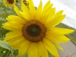 Tournesol ou H�lianthe