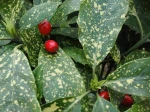 Aucuba du Japon (Aucuba japonica) - Feuilles panach�es vert et blanc-cr�me et fruits rouges -