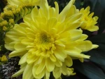 Chrysanth�me d'or (Chrysanthemum hortorum). Pour les Chinois, Jiuhua est la fleur symbolique d'automne ("richesse, bonheur et longue vie") , fleur du neuvi�me mois (l'automne), o� le nombre neuf rappelle l'association avec l'�ternel' (jiu), hua signifiant: fleur.