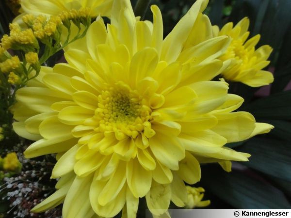Chrysanthème des fleuristes, Chrysanthemum hortorum : planter, cultiver,  multiplier