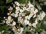 Laurier-tin (Viburnum tinus) ou Viorne-tin -Feuilles, fleurs et jeunes rameaux en vue rapprochée Laurier-tin (Viburnum tinus) ou Viorne-tin -Feuilles, fleurs et jeunes rameaux en vue rapprochée