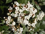 Laurier-tin (Viburnum tinus) ou Viorne-tin -Feuilles, fleurs et jeunes rameaux en vue rapproch�e