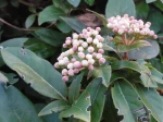 Laurier-tin (Viburnum tinus) ou Viorne-tin -Feuilles et fleurs en boutons roses et blancs-
