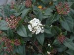Laurier-tin (Viburnum tinus) ou Viorne-tin aux boutons floraux de couleur rouge Laurier-tin (Viburnum tinus) ou Viorne-tin aux boutons floraux de couleur rouge