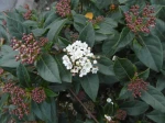 Laurier-tin (Viburnum tinus) ou Viorne-tin aux boutons floraux de couleur rouge